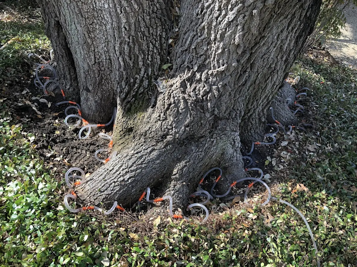 Detailed Tree Cabling and Bracing job site in Butterfield
